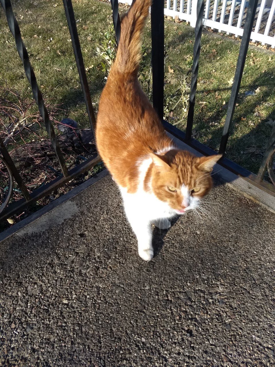 Red, a Adoptable Domestic Medium Hair in Nutley, NJ image 3/6