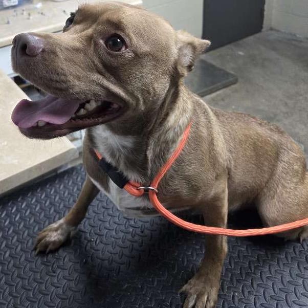Anella, Adoptable, Adult Female Pit Bull Terrier.