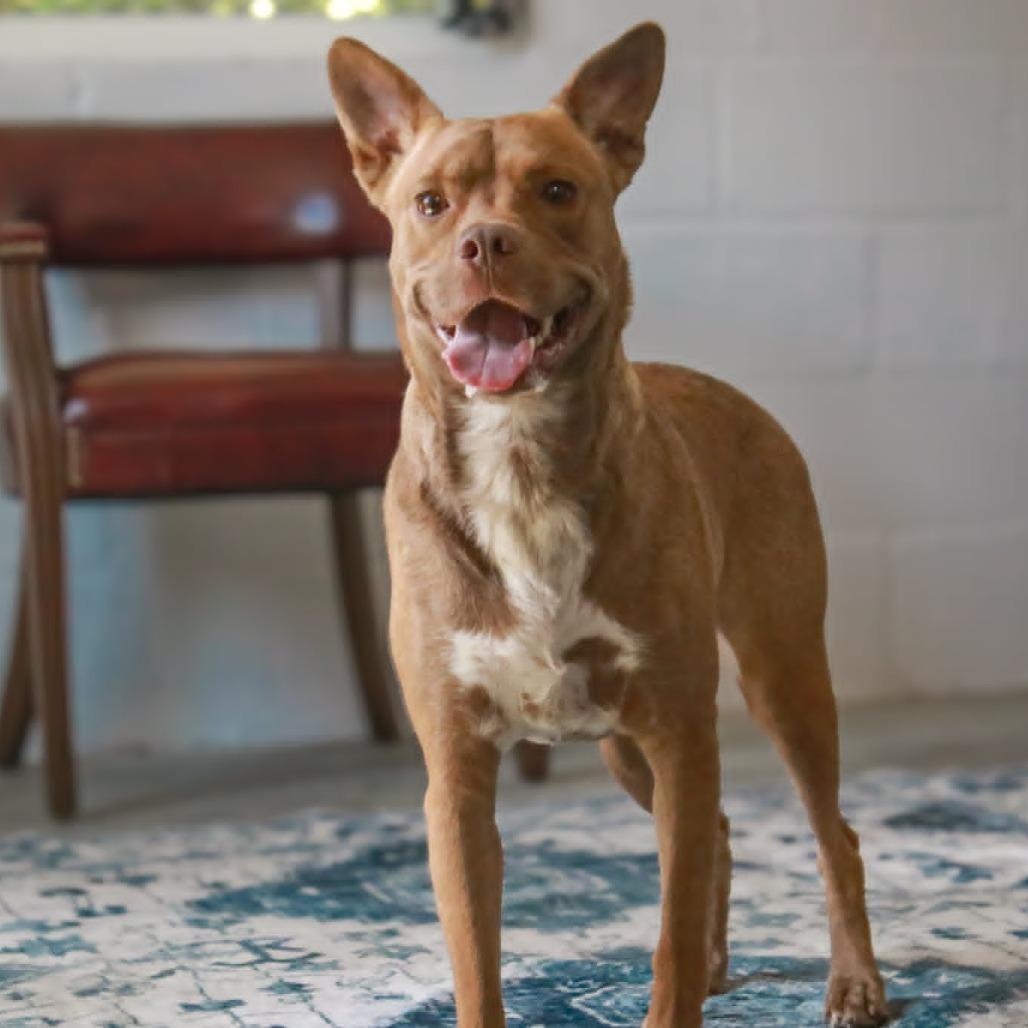 Anella, a Adoptable mixed breed in Madisonville, KY image 2/4