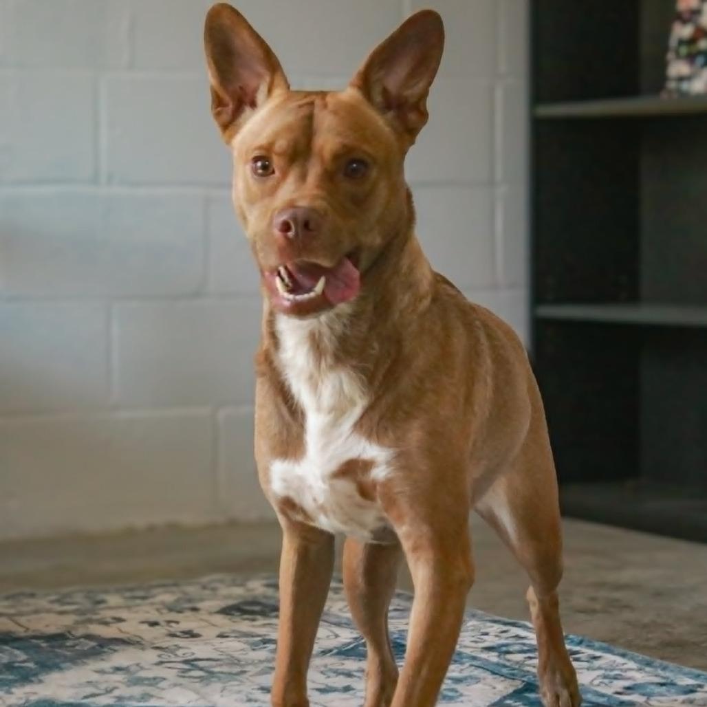 Anella, a Adoptable mixed breed in Madisonville, KY image 3/4