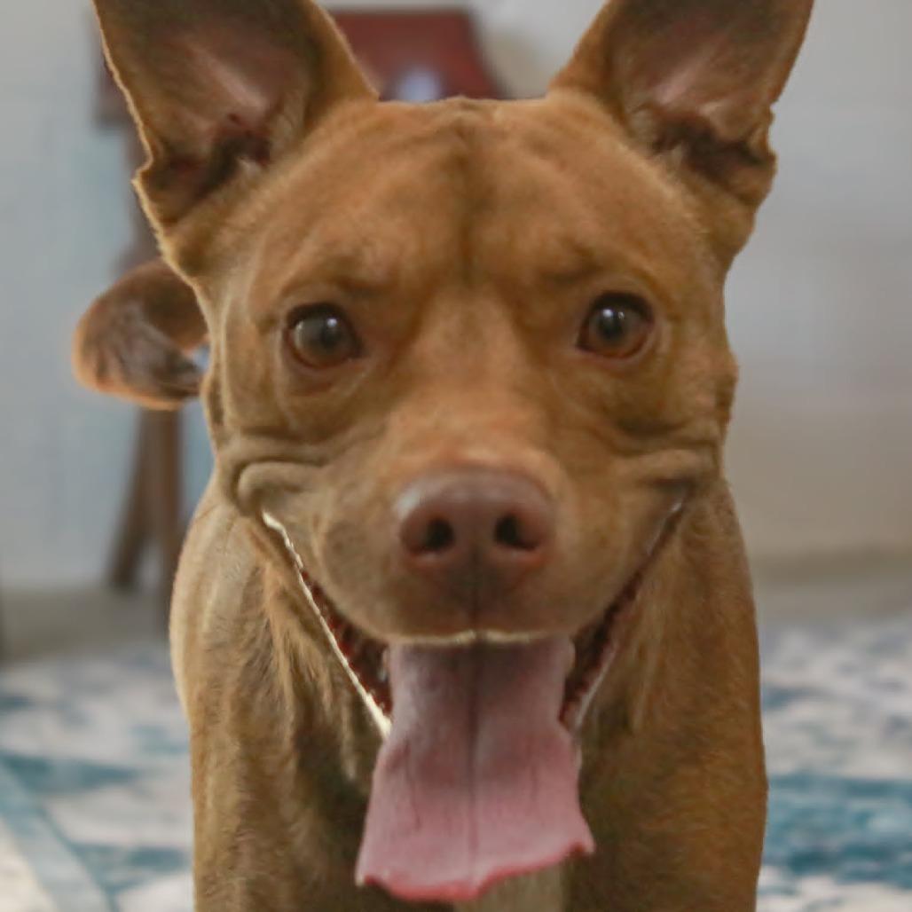 Anella, a Adoptable mixed breed in Madisonville, KY image 4/4