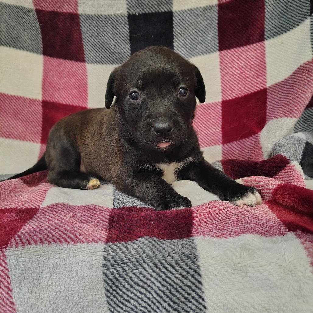 Piglet/ light pink, a Adoptable mixed breed in Coos Bay, OR image 1/5