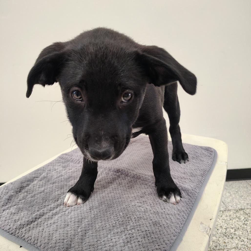 Piglet/ light pink, a Adoptable mixed breed in Coos Bay, OR image 2/5