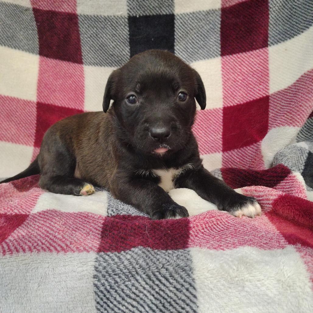 Piglet/ light pink, a Adoptable mixed breed in Coos Bay, OR image 3/5