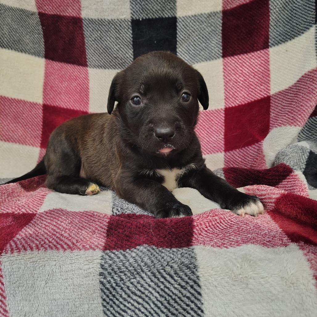 Piglet/ light pink, a Adoptable mixed breed in Coos Bay, OR image 4/5