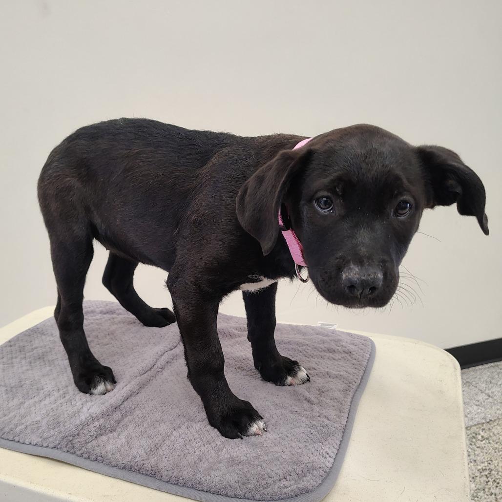Piglet/ light pink, a Adoptable mixed breed in Coos Bay, OR image 5/5