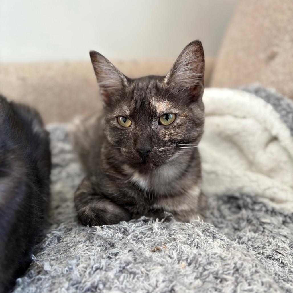 Enlarge Juliet, a Adoptable Domestic Short Hair in Lexington, KY image 1/6