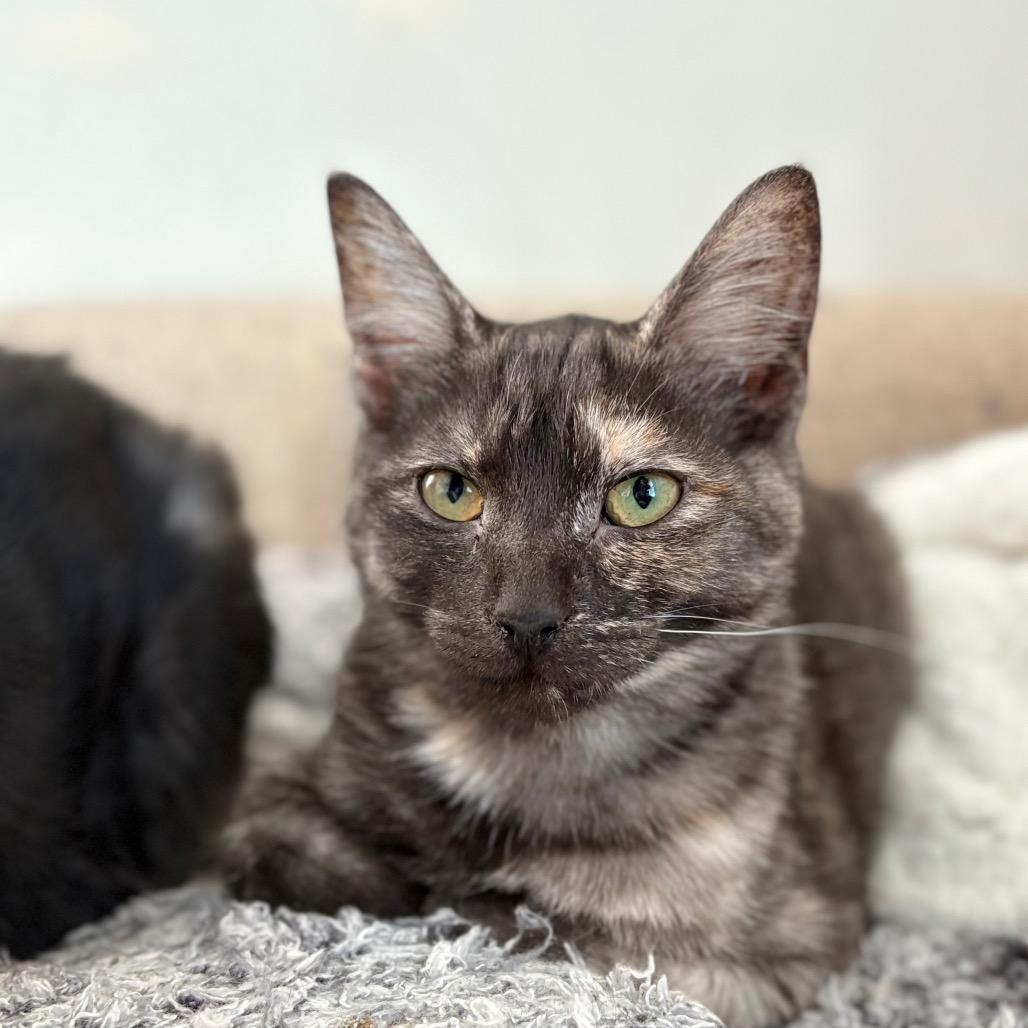 Enlarge Juliet, a Adoptable Domestic Short Hair in Lexington, KY image 2/6