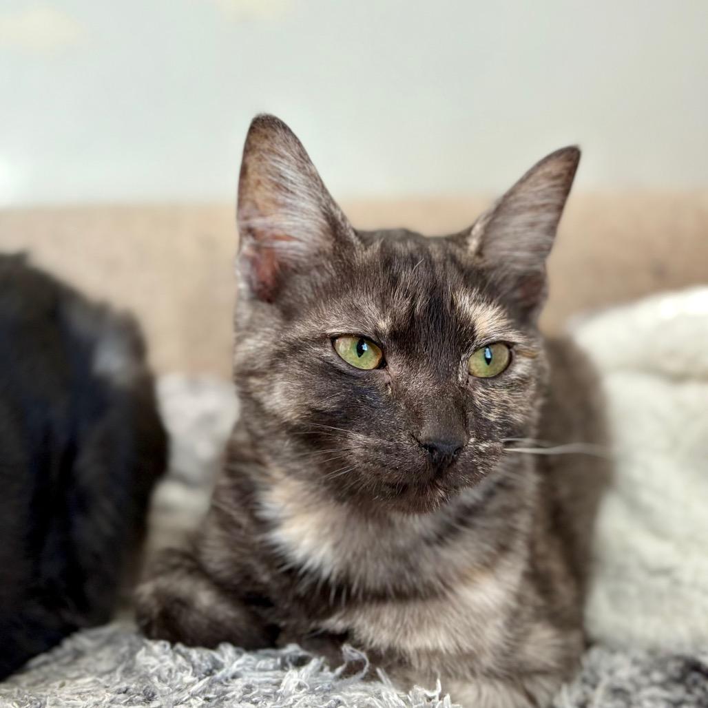 Enlarge Juliet, a Adoptable Domestic Short Hair in Lexington, KY image 3/6