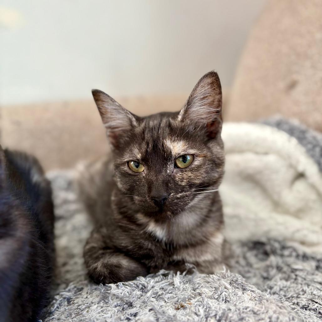 Enlarge Juliet, a Adoptable Domestic Short Hair in Lexington, KY image 4/6