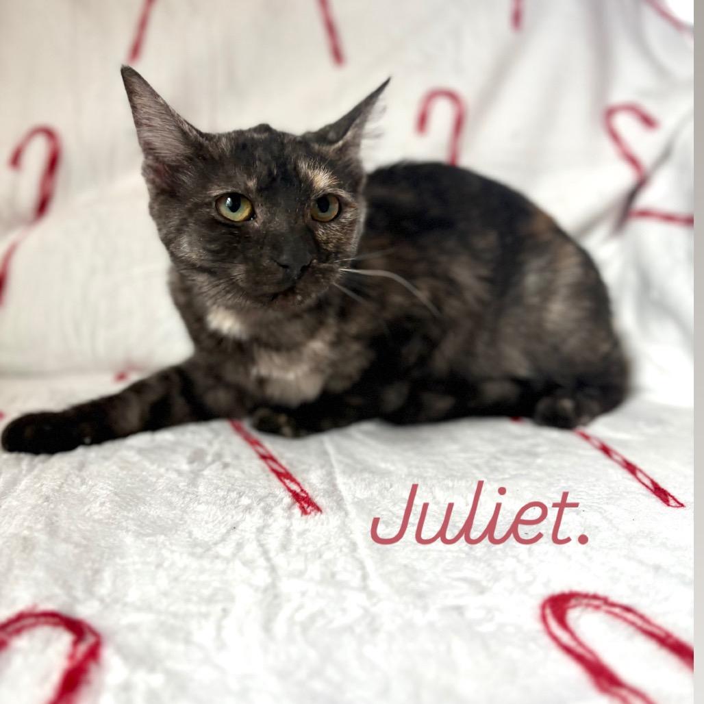 Enlarge Juliet, a Adoptable Domestic Short Hair in Lexington, KY image 5/6
