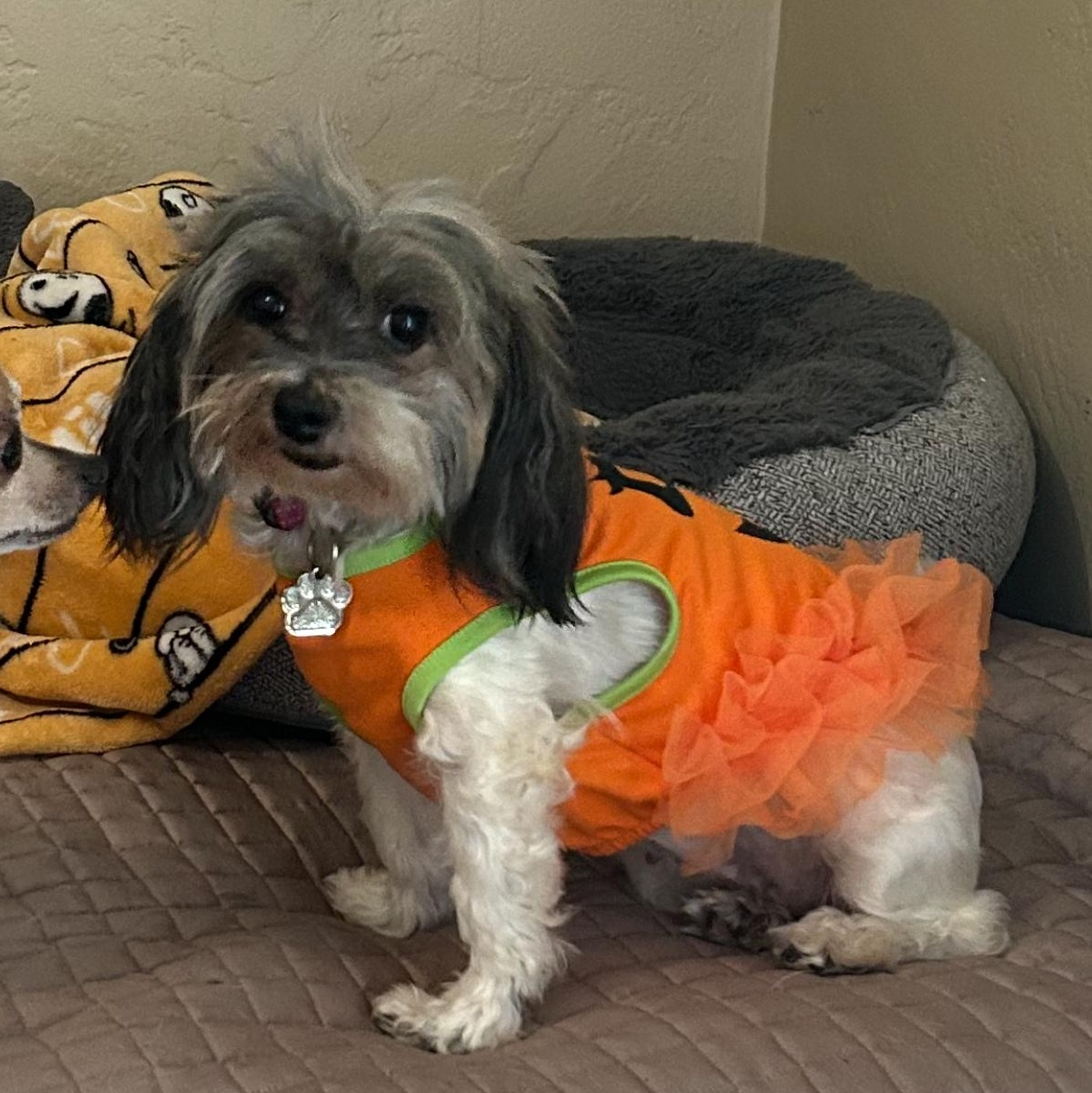 Enlarge Lainey, a ADOPTABLE mixed breed in Salinas, CA image 3/5