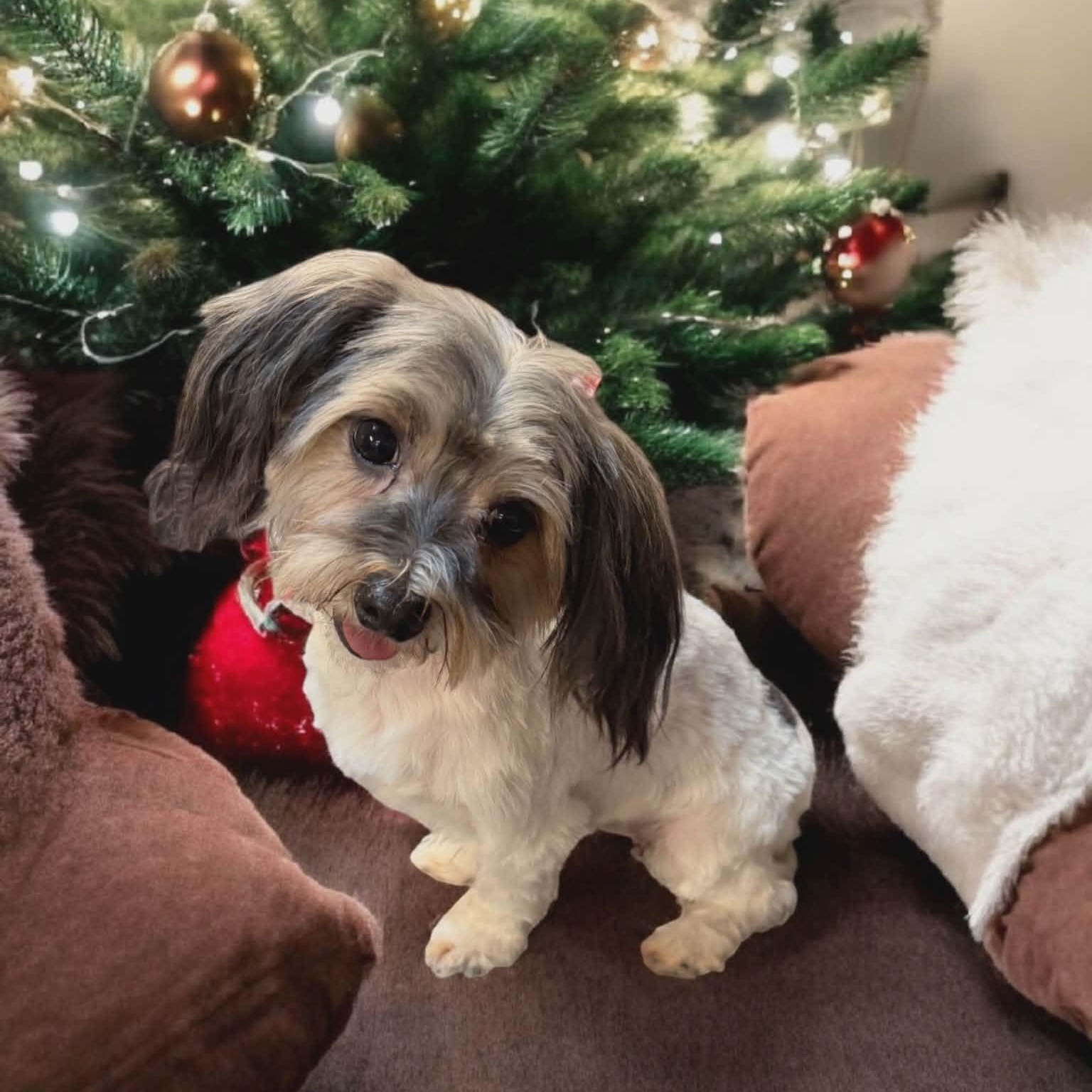 Enlarge Lainey, a ADOPTABLE mixed breed in Salinas, CA image 2/5