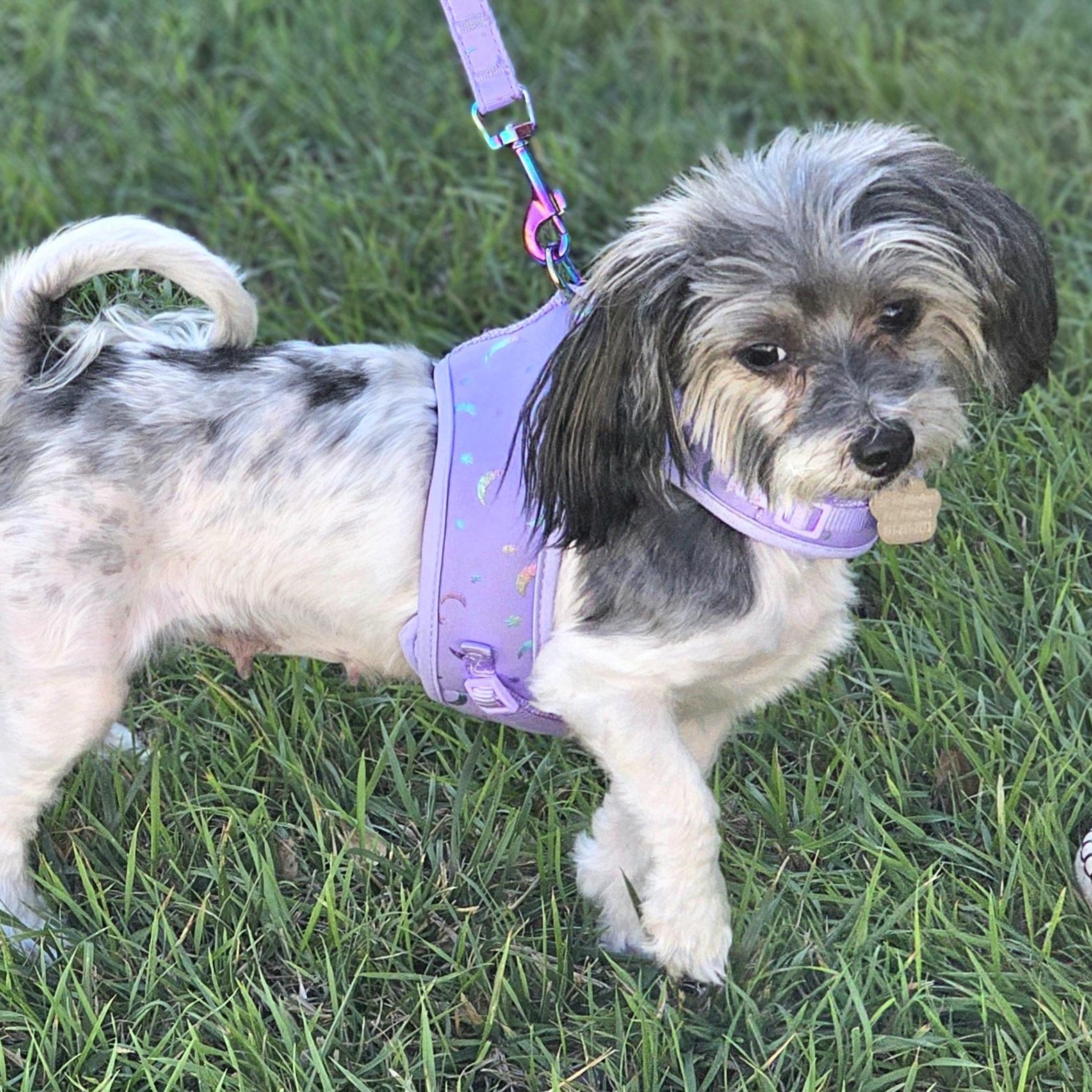 Enlarge Lainey, a ADOPTABLE mixed breed in Salinas, CA image 4/5