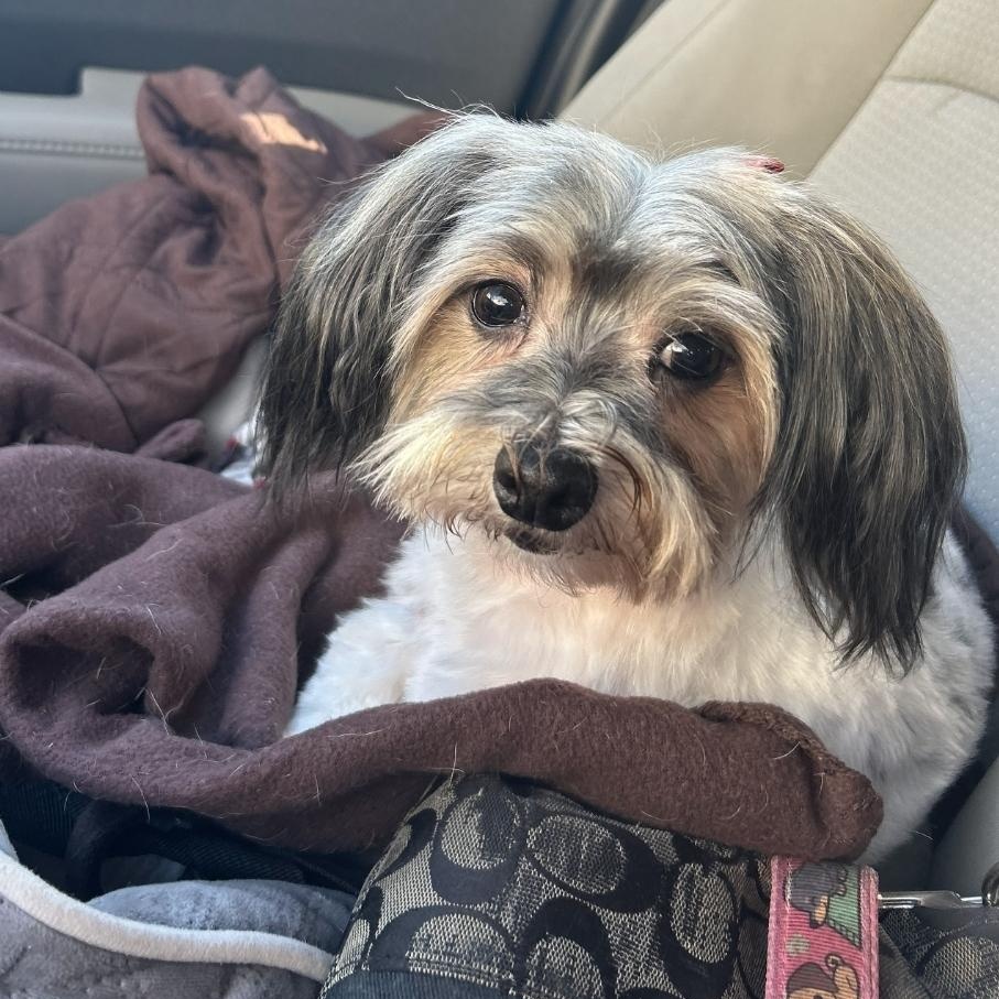 Lainey, ADOPTABLE, Adult Female Maltese.