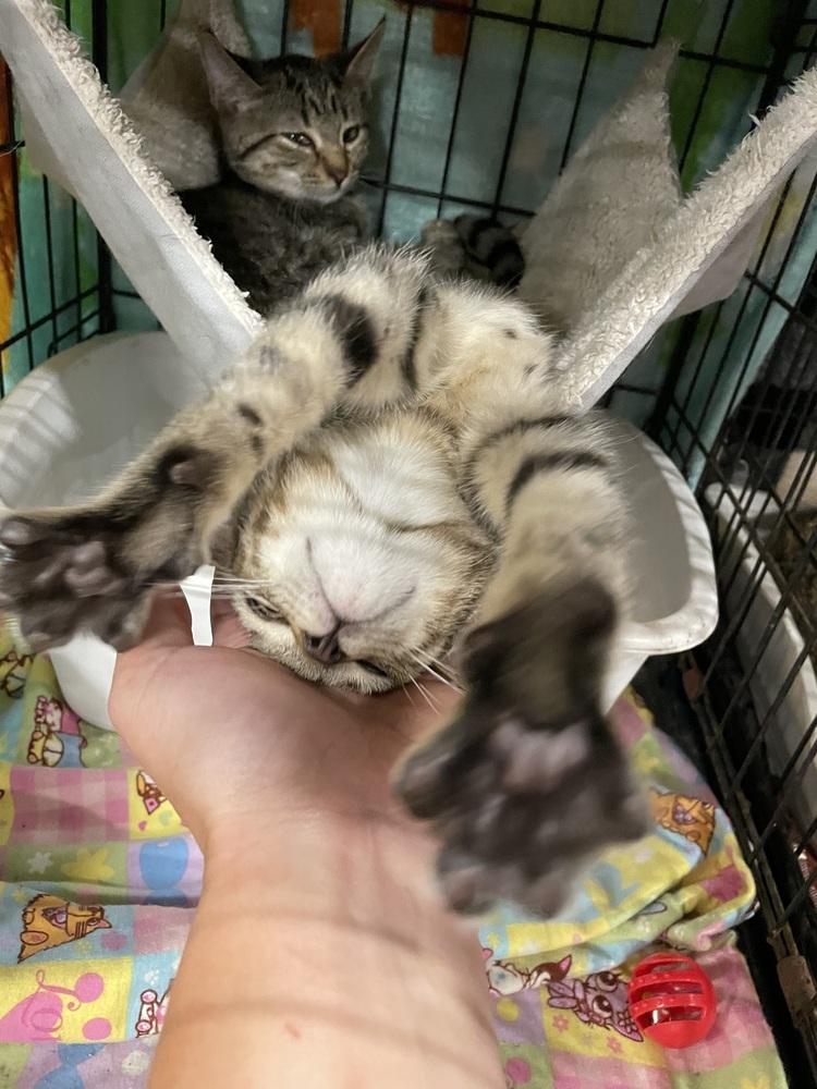 Poe, Adoptable, Kitten Male Domestic Short Hair.