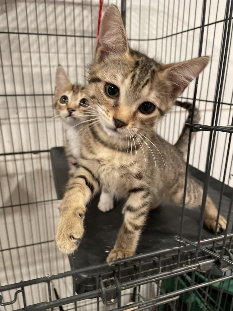 Poe, a Adoptable mixed breed in Newnan, GA image 2/5