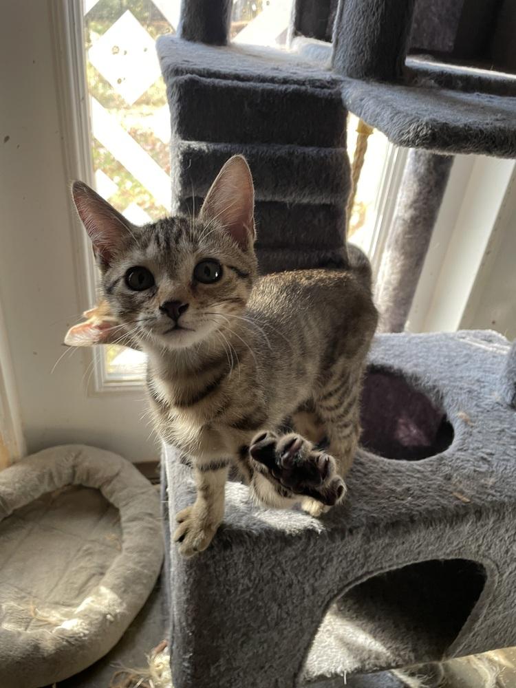 Poe, a Adoptable mixed breed in Newnan, GA image 3/5