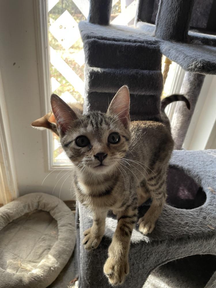 Poe, a Adoptable mixed breed in Newnan, GA image 4/5