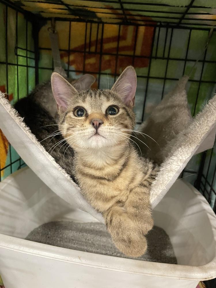 Poe, a Adoptable mixed breed in Newnan, GA image 5/5