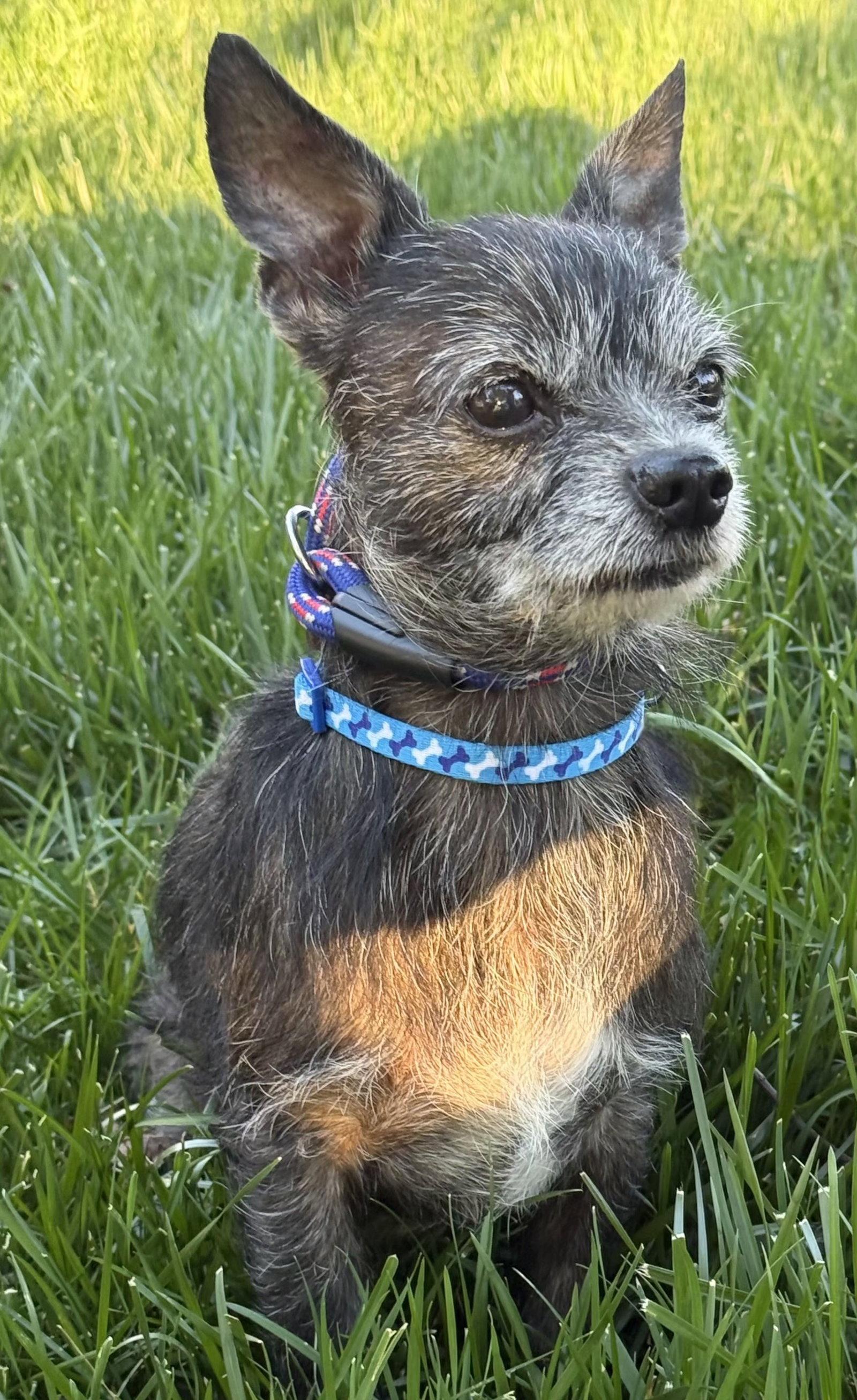 GRAHAM, Adopted, Senior Male Yorkshire Terrier.