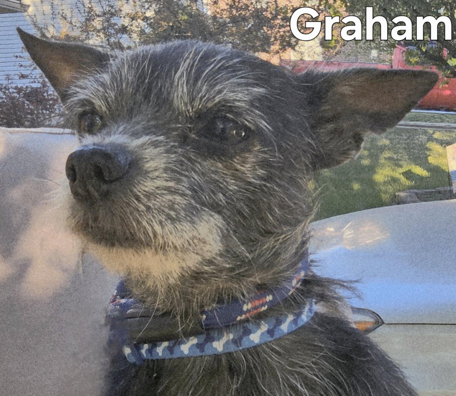 Enlarge GRAHAM, a Adopted Yorkshire Terrier in Franklin, TN image 2/3