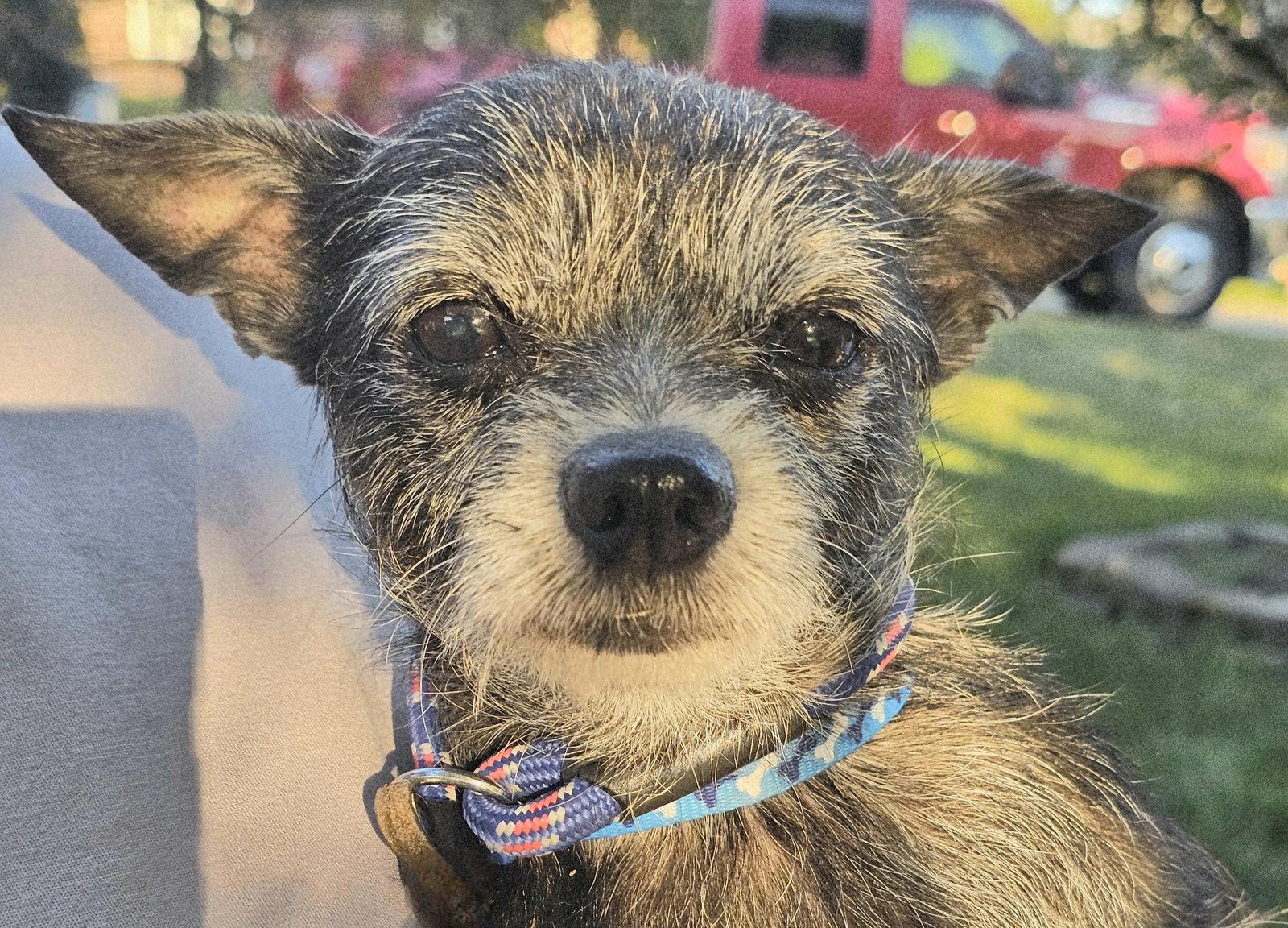 Enlarge GRAHAM, a Adopted Yorkshire Terrier in Franklin, TN image 3/3