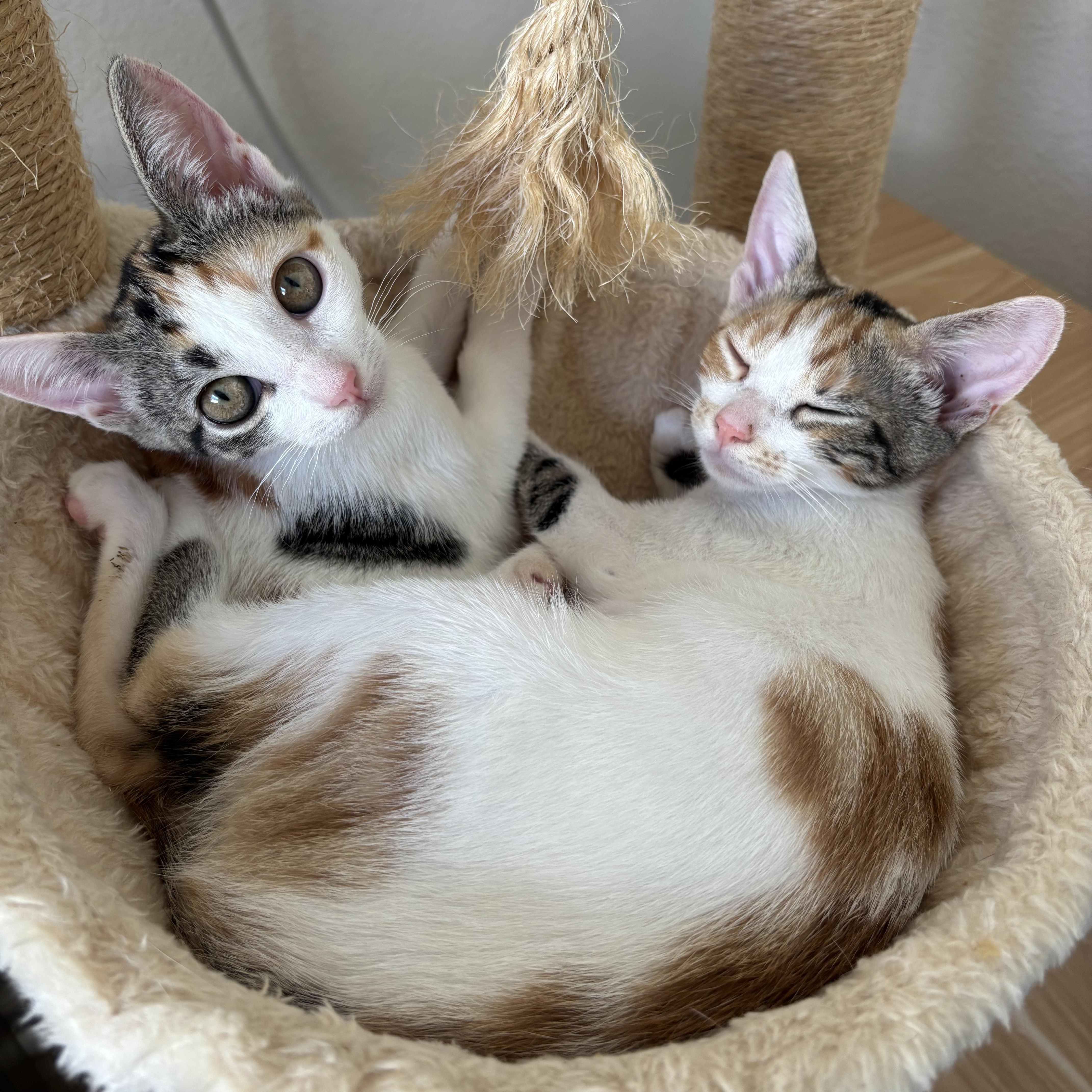 Enlarge Sprig, a ADOPTABLE Domestic Short Hair in Honolulu, HI image 6/6