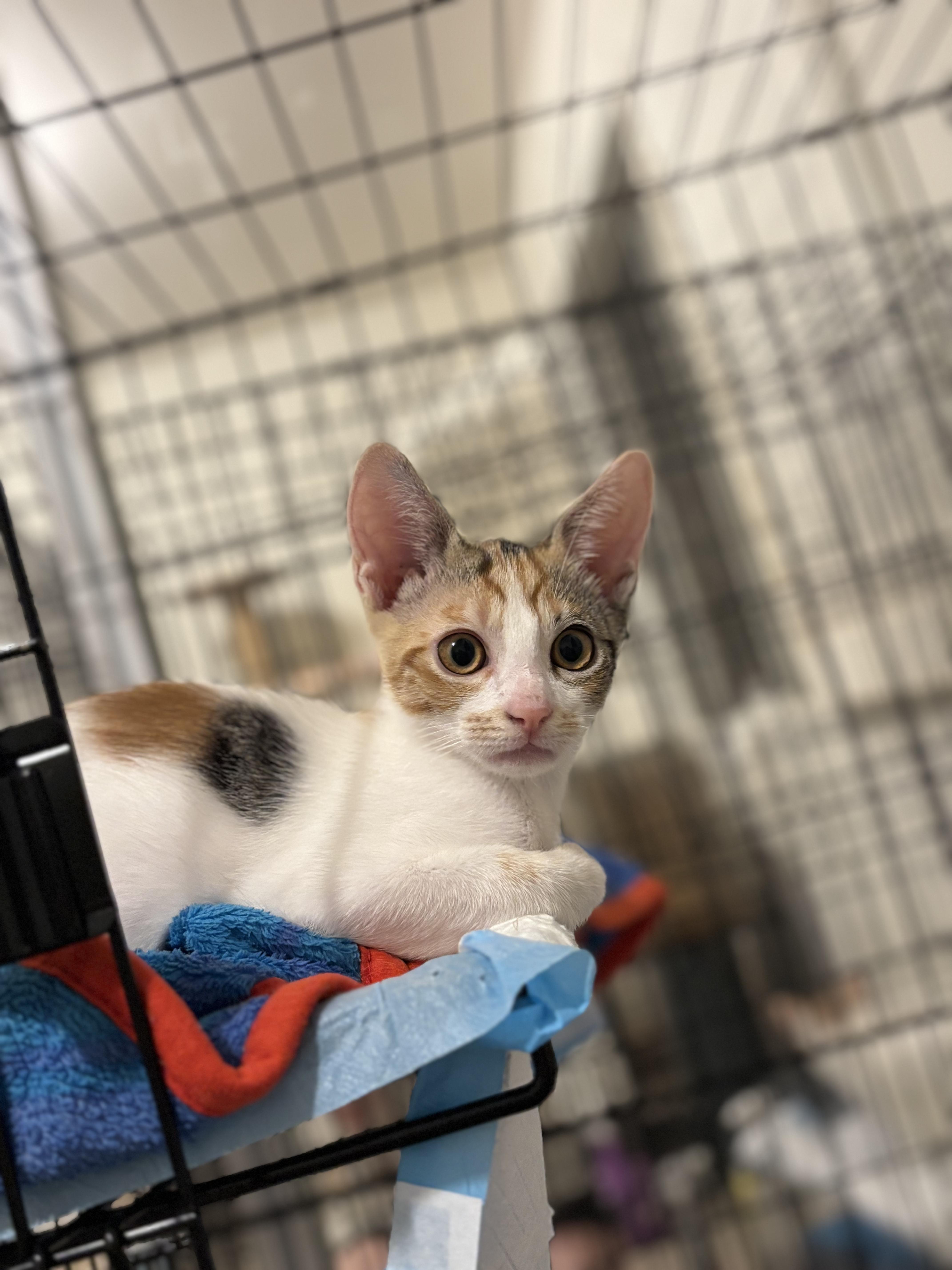 Enlarge Sprig, a ADOPTABLE Domestic Short Hair in Honolulu, HI image 5/6