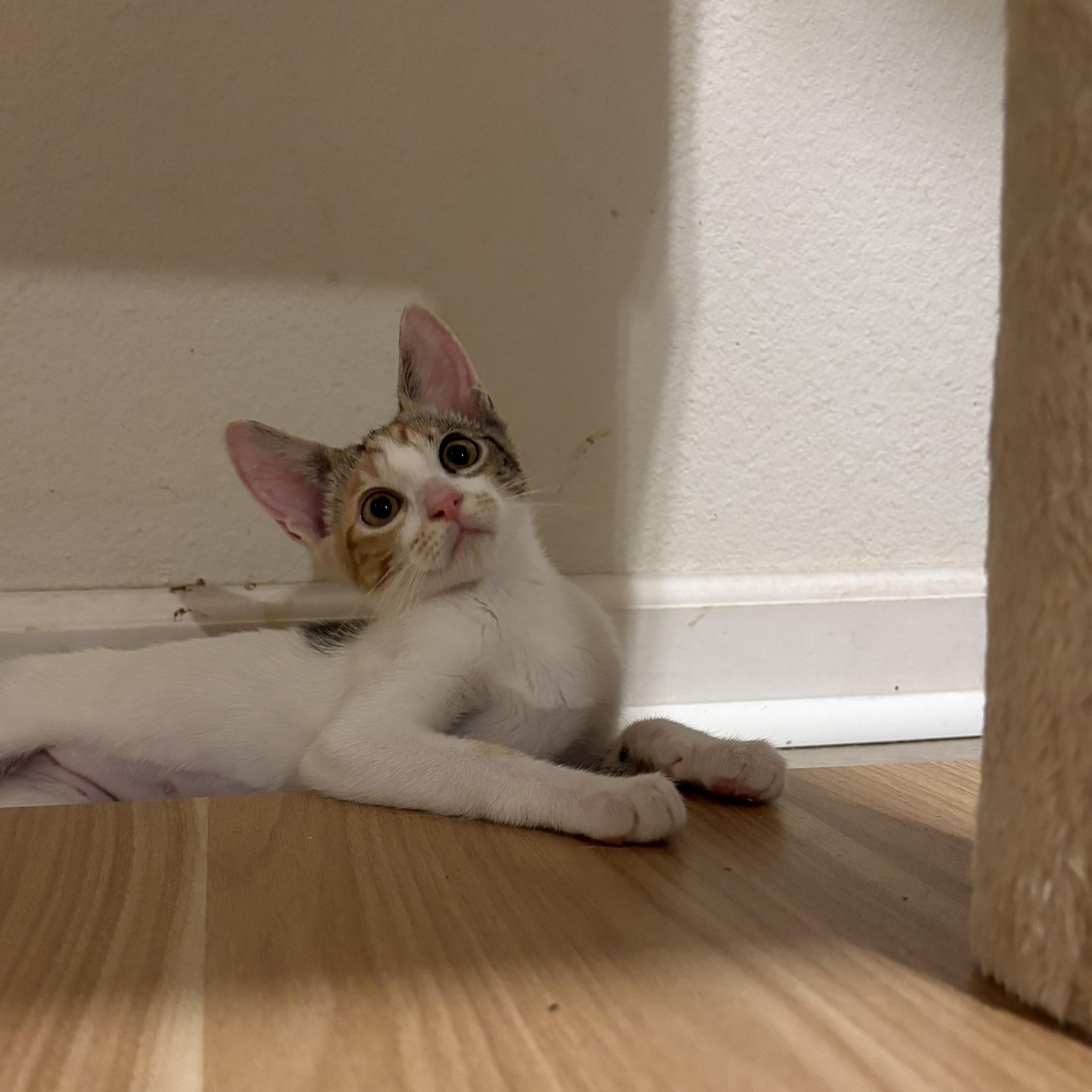 Enlarge Sprig, a ADOPTABLE Domestic Short Hair in Honolulu, HI image 3/6