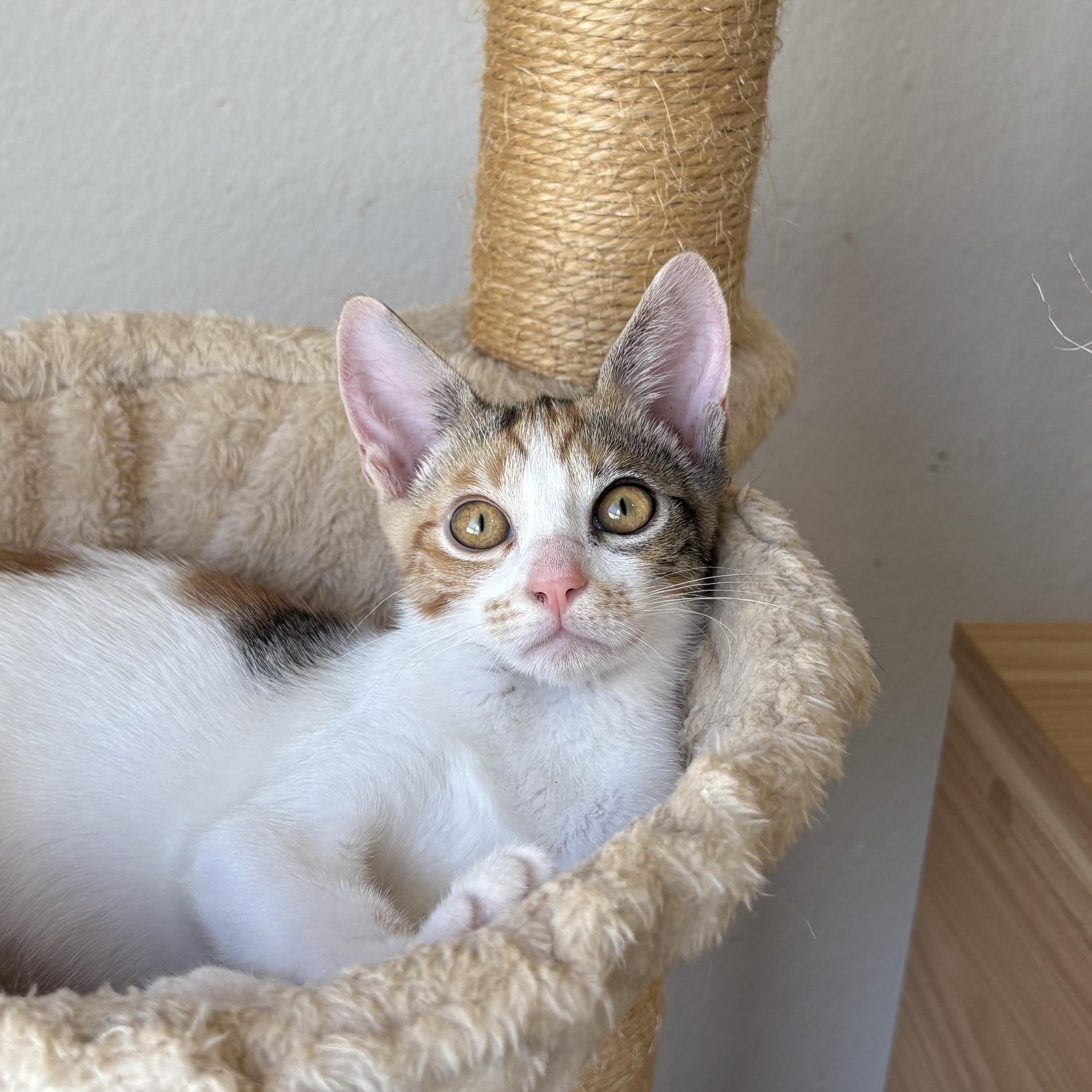 Enlarge Sprig, a ADOPTABLE Domestic Short Hair in Honolulu, HI image 1/6