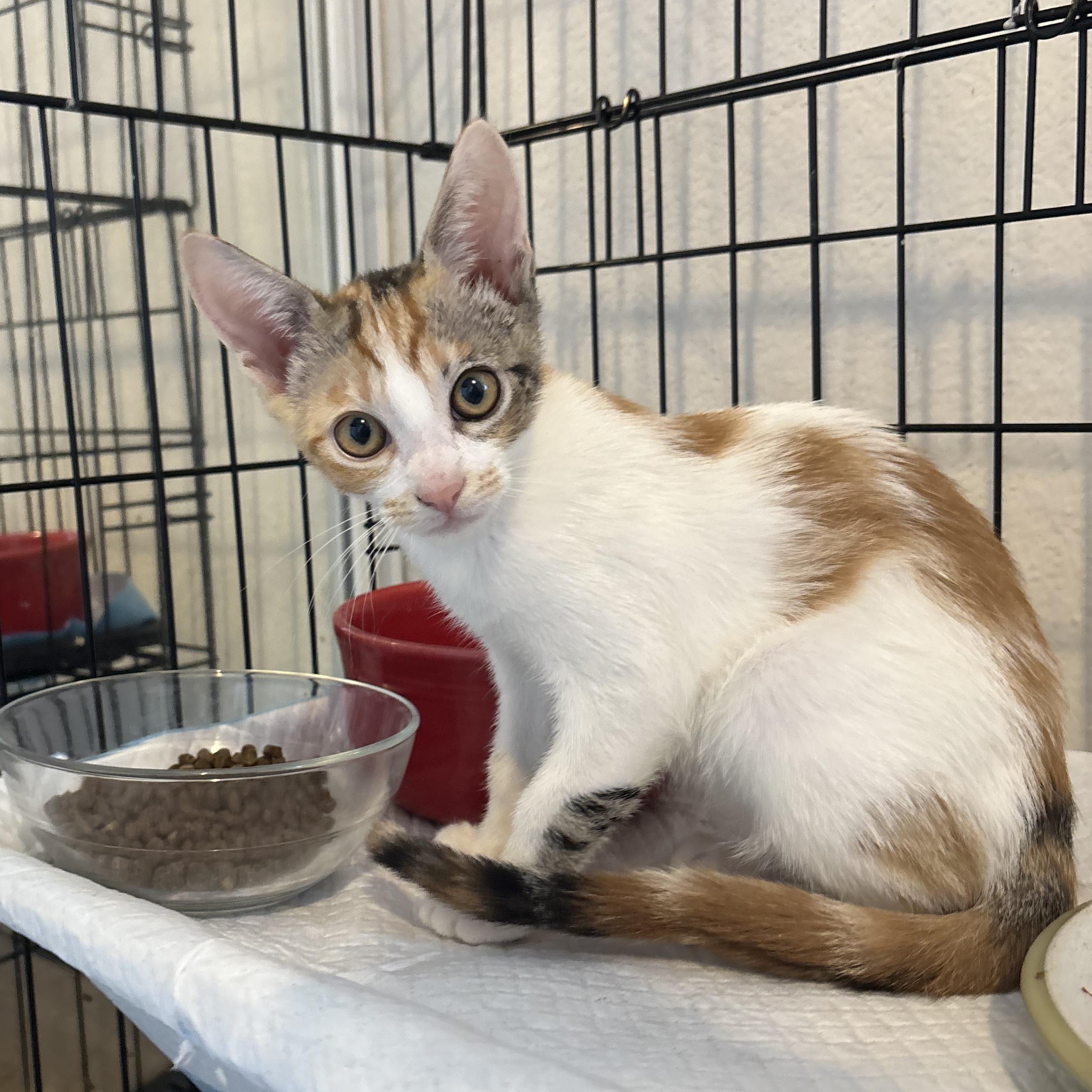 Enlarge Sprig, a ADOPTABLE Domestic Short Hair in Honolulu, HI image 4/6