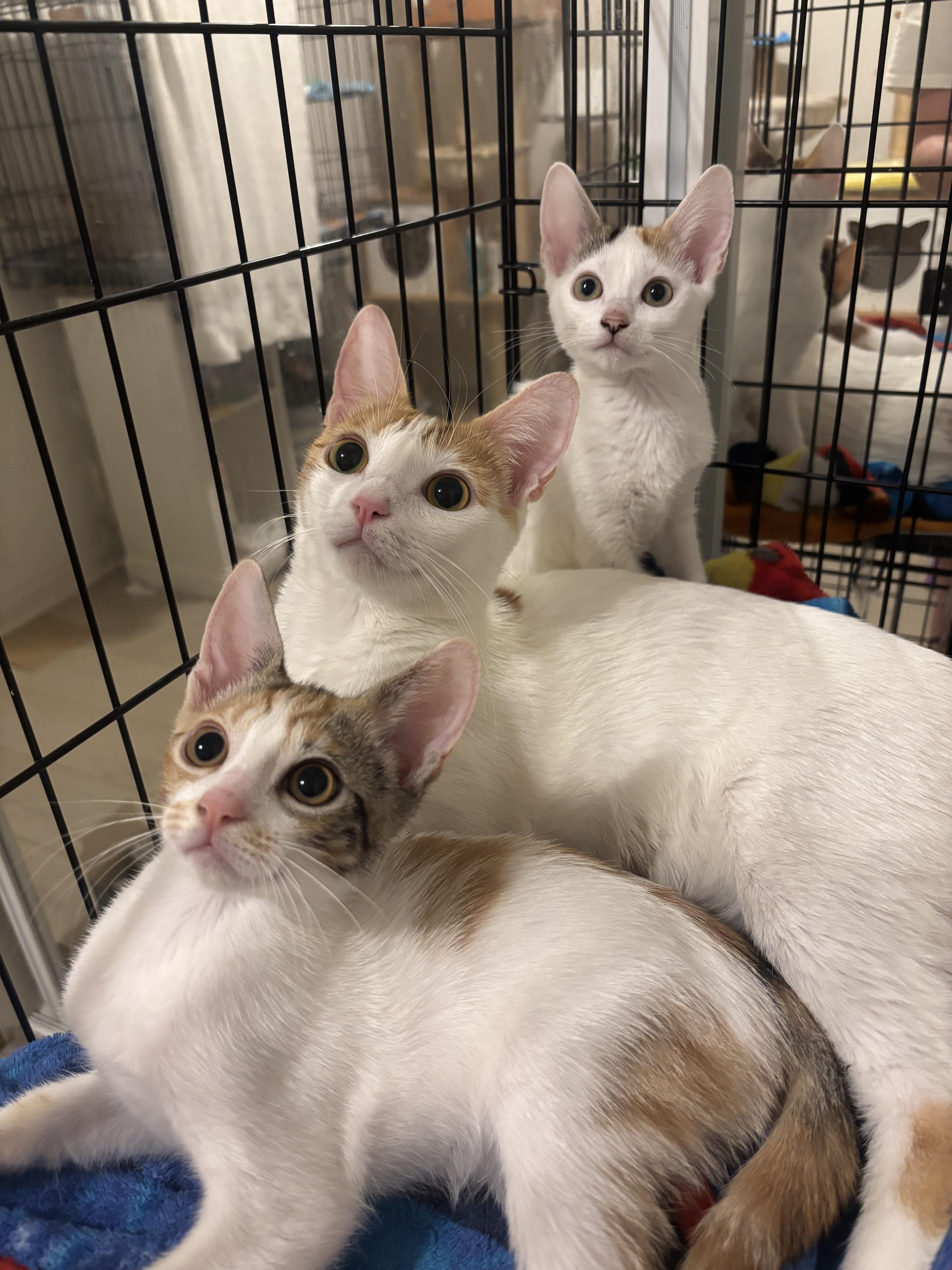 Sprig, ADOPTABLE, Kitten Female Domestic Short Hair.