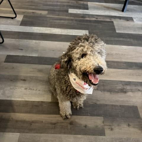Hula, ADOPTABLE, Adult Female Goldendoodle.