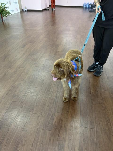 Hula, a ADOPTABLE Goldendoodle in Maitland, FL image 4/4