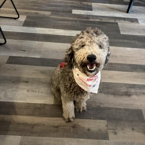 Hula, a ADOPTABLE Goldendoodle in Maitland, FL image 2/4