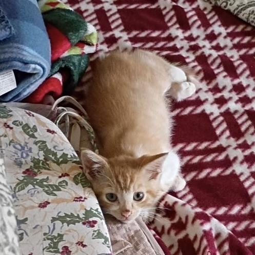 Doogie, an adopted Domestic Short Hair in New Bern, NC image 2/4