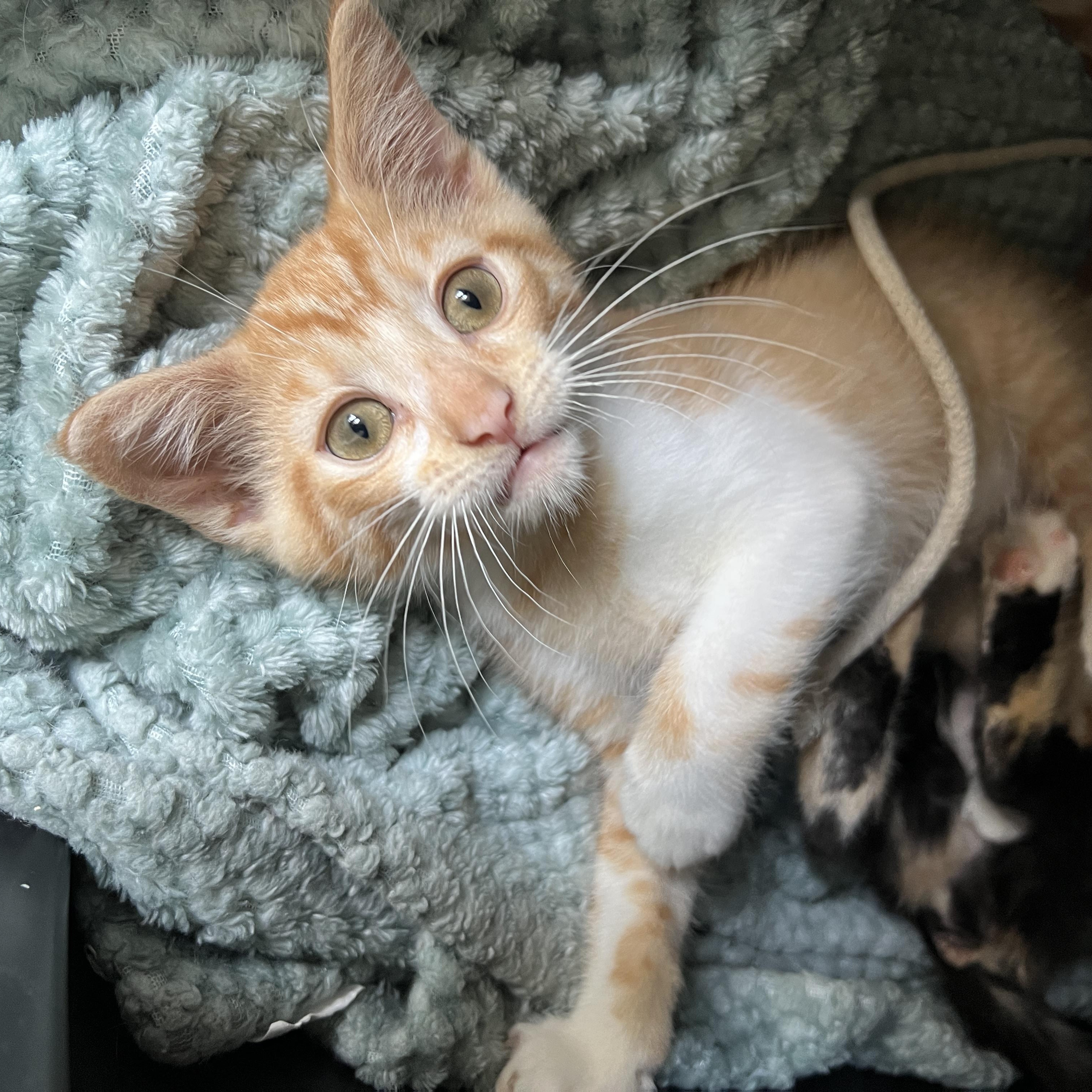 Doogie, an adopted Domestic Short Hair in New Bern, NC image 4/4
