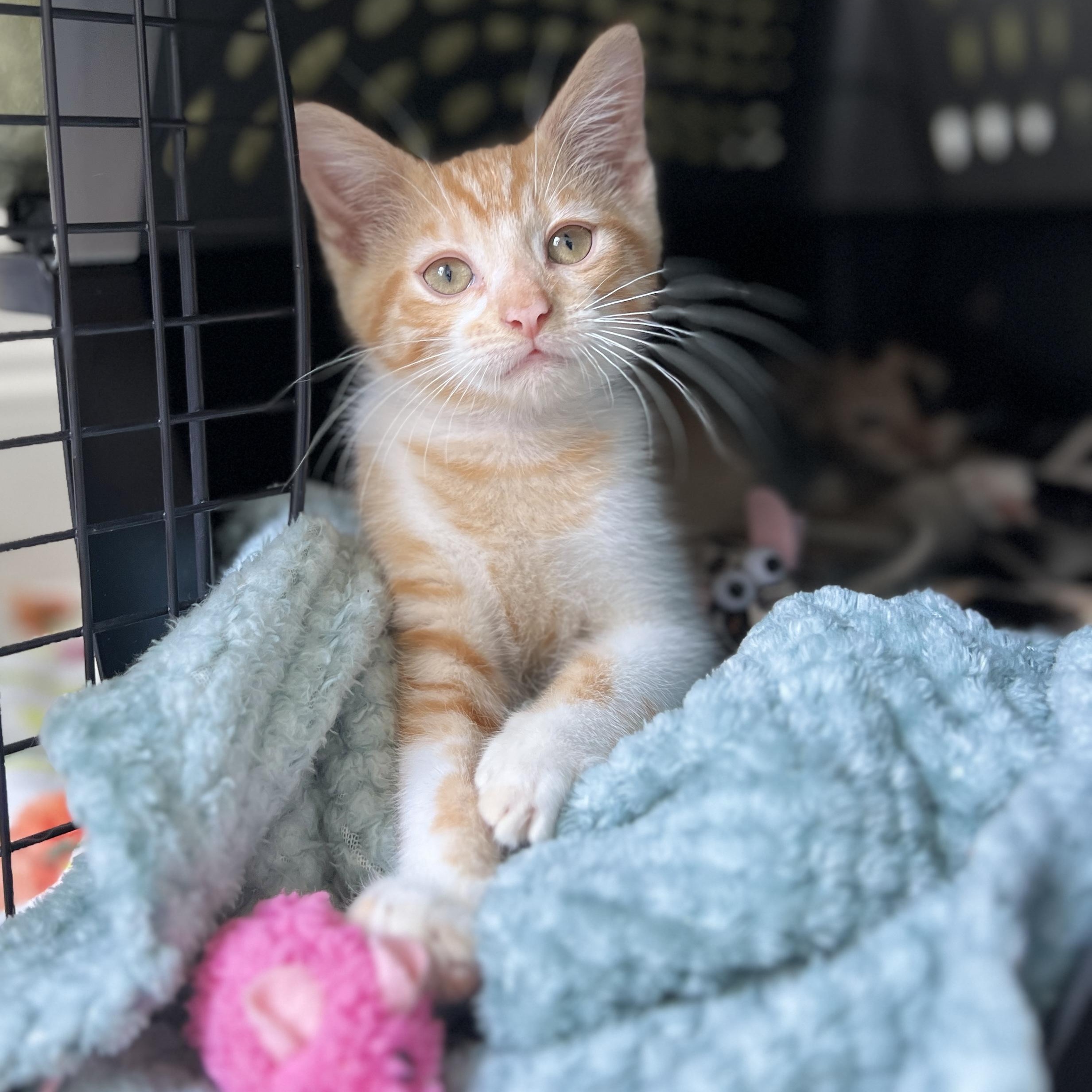 Doogie, adopted, Kitten Male Domestic Short Hair.