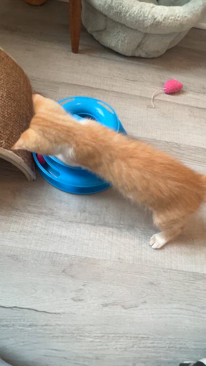 Enlarge Doogie, an adopted Domestic Short Hair in New Bern, NC video 3/4