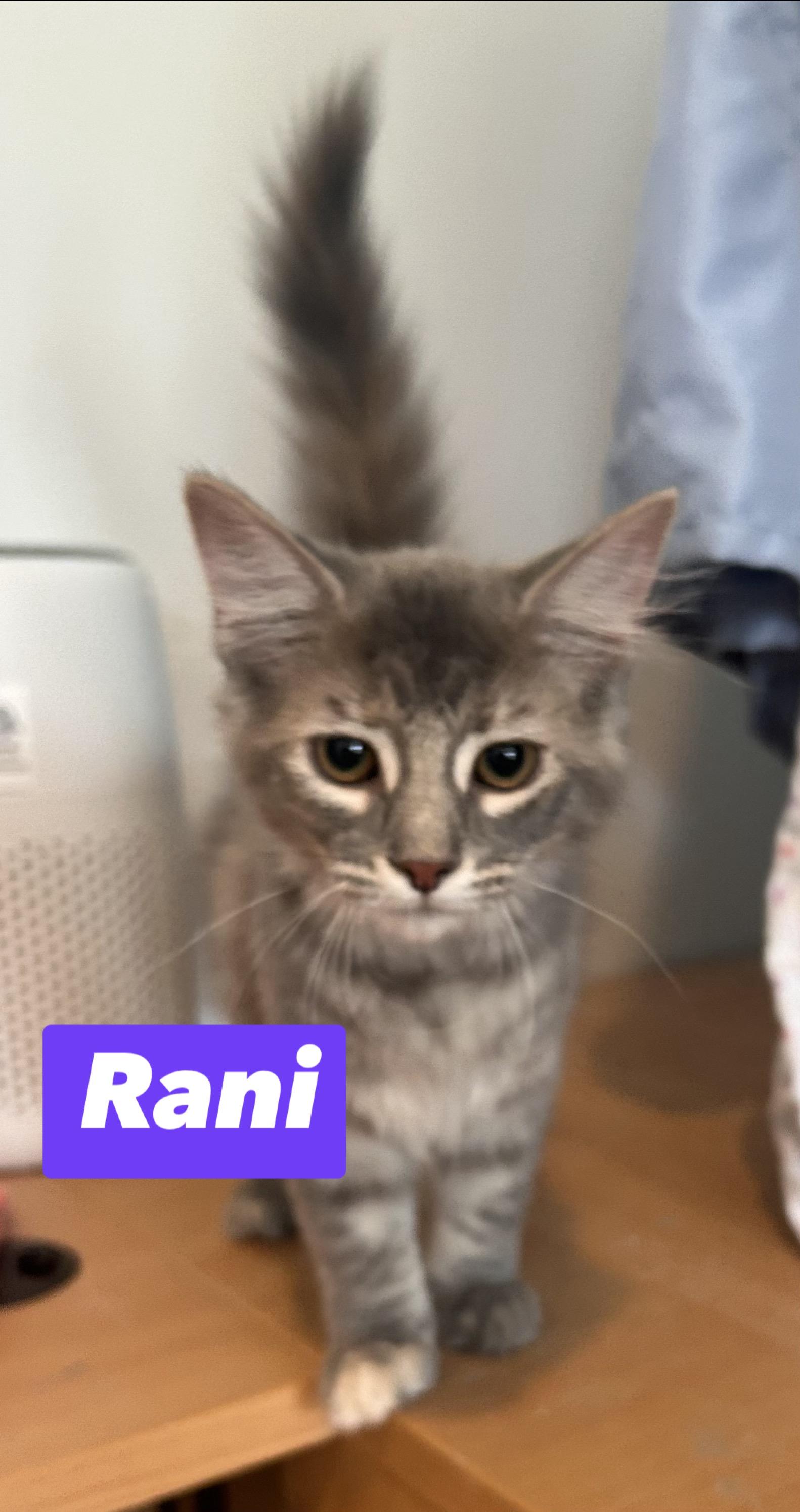Rani, adopted, Kitten Female Domestic Short Hair.