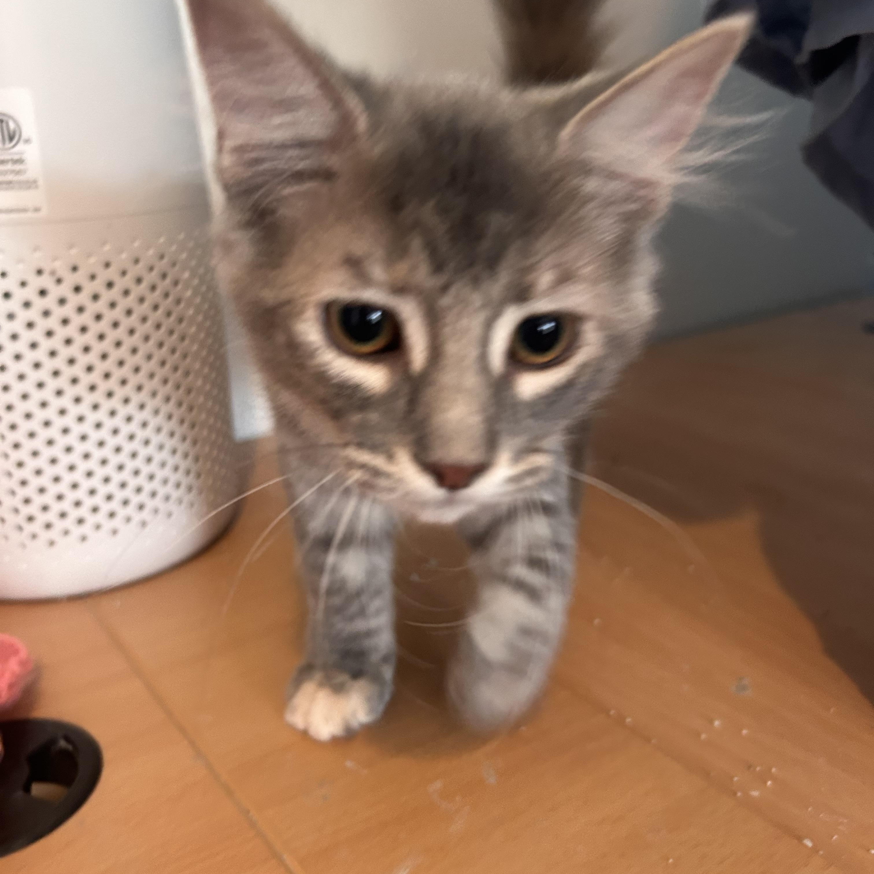 Enlarge Rani, an adopted Domestic Short Hair in Gerrardstown, WV image 3/3