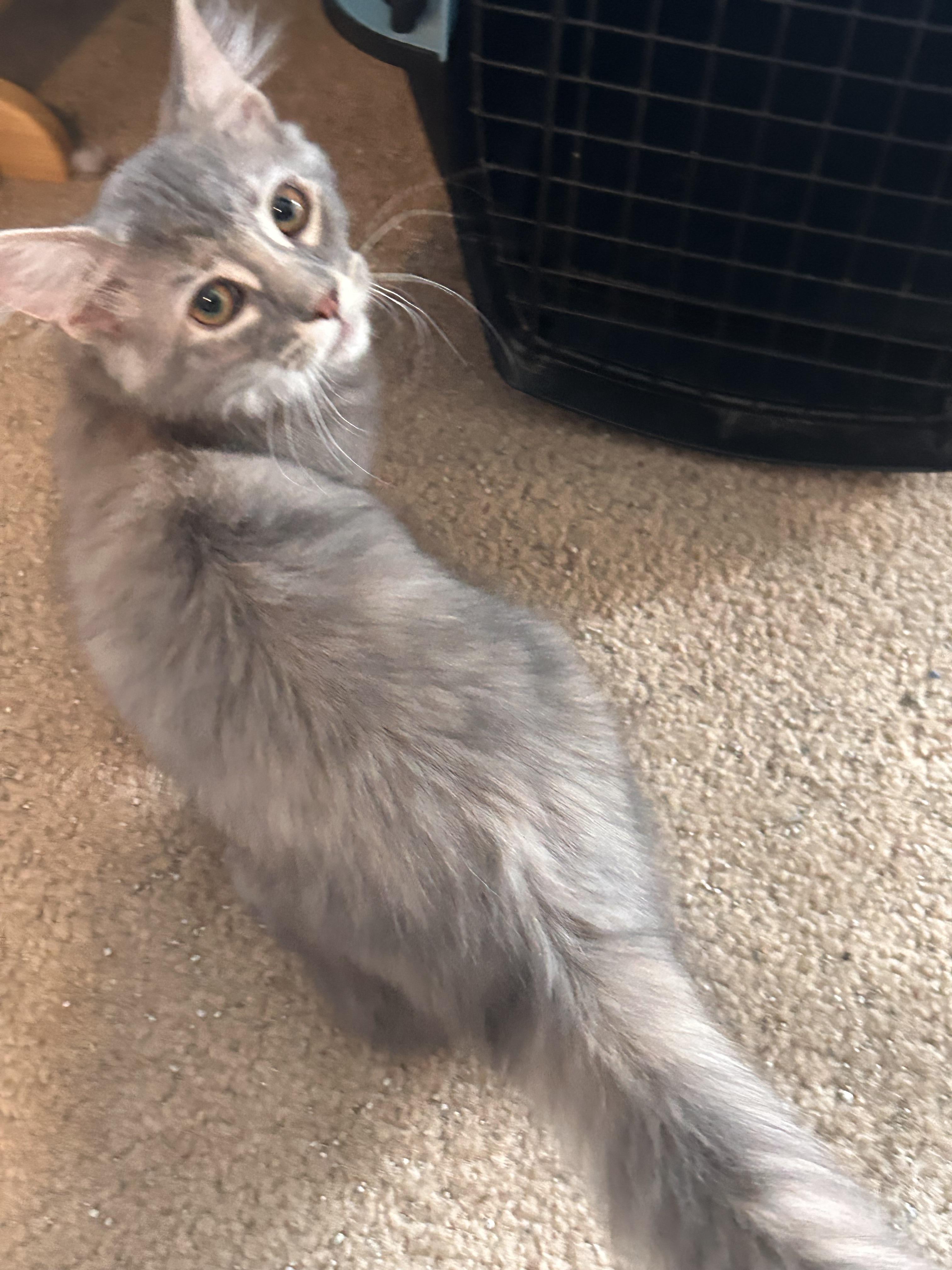Enlarge Rani, an adopted Domestic Short Hair in Gerrardstown, WV image 2/3