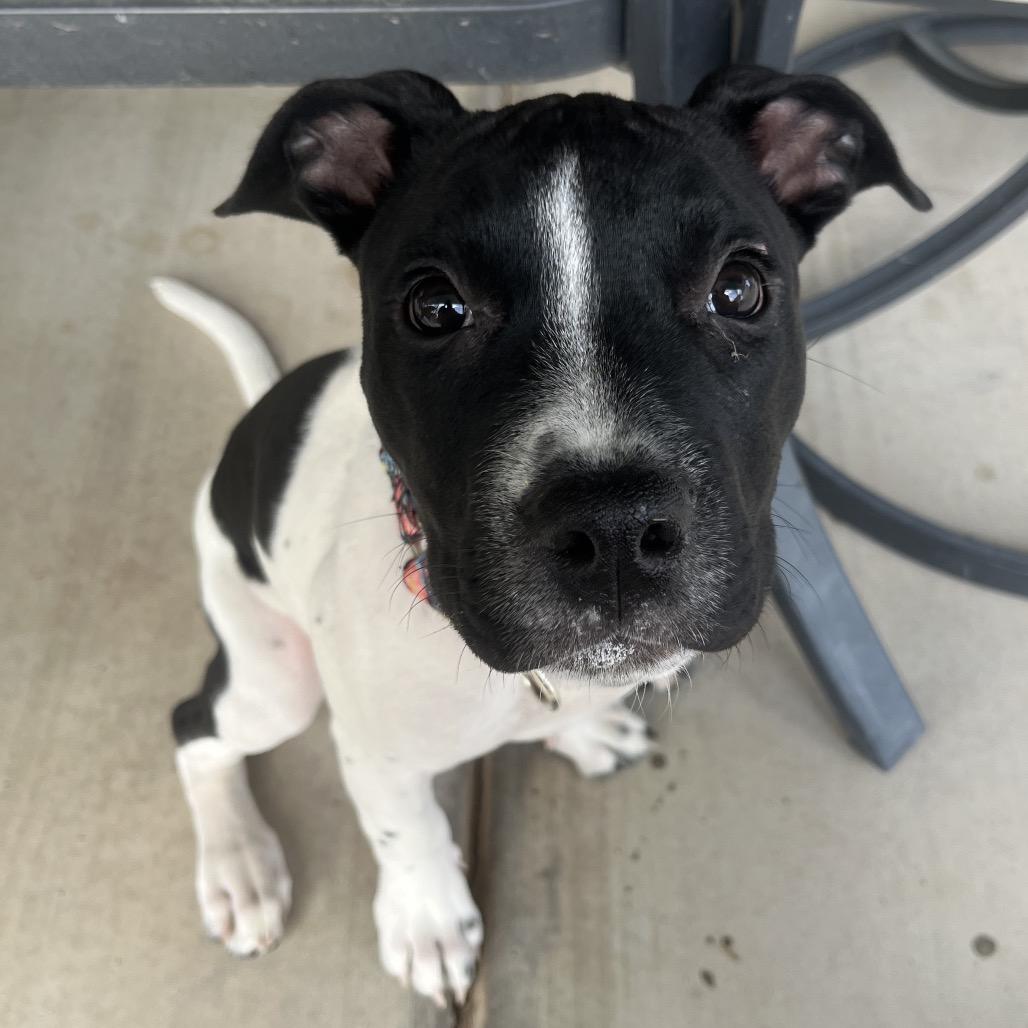 Marcella, Adoptable, Puppy Female Pit Bull Terrier.