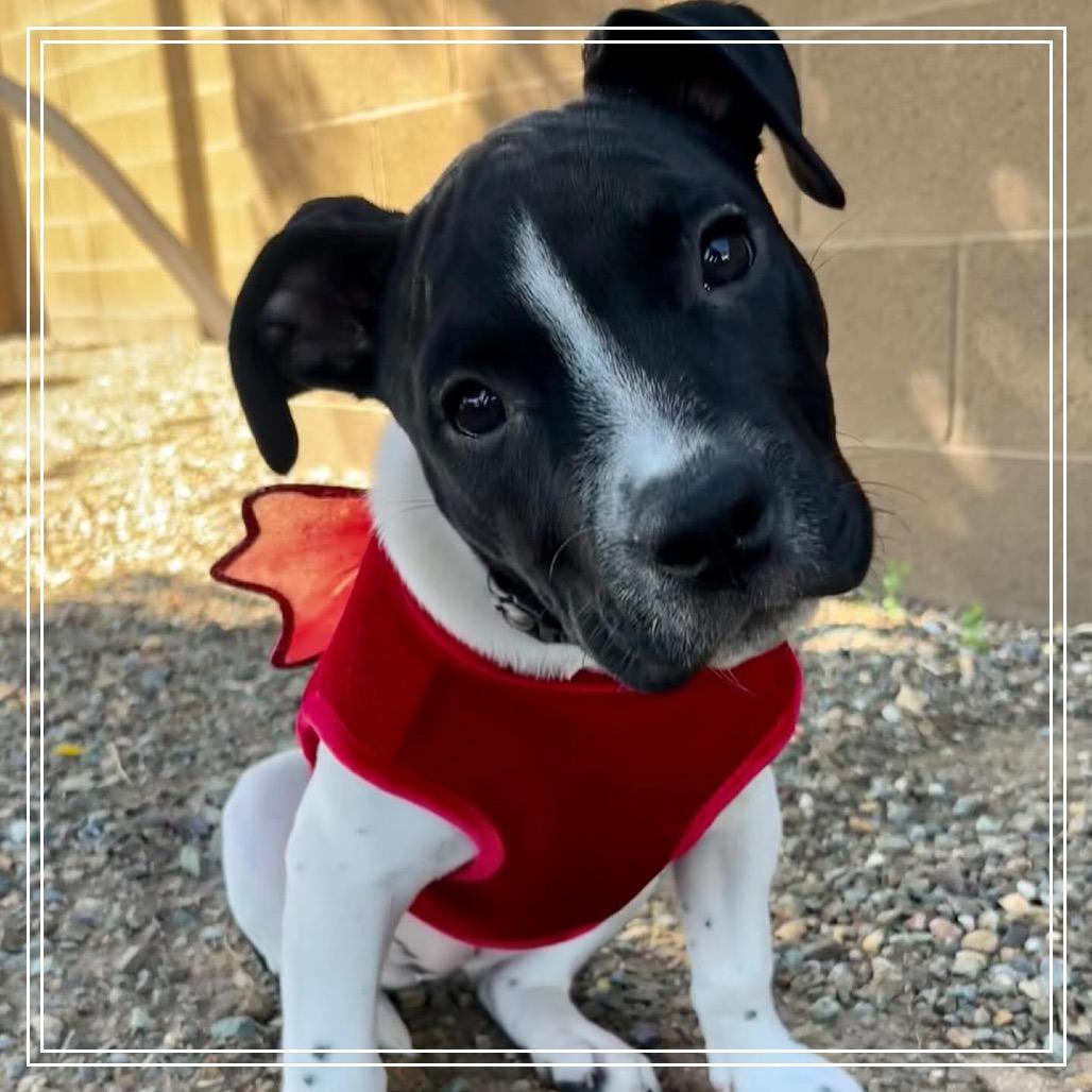 Enlarge Marcella, a Adoptable Pit Bull Terrier in Chandler, AZ image 2/6