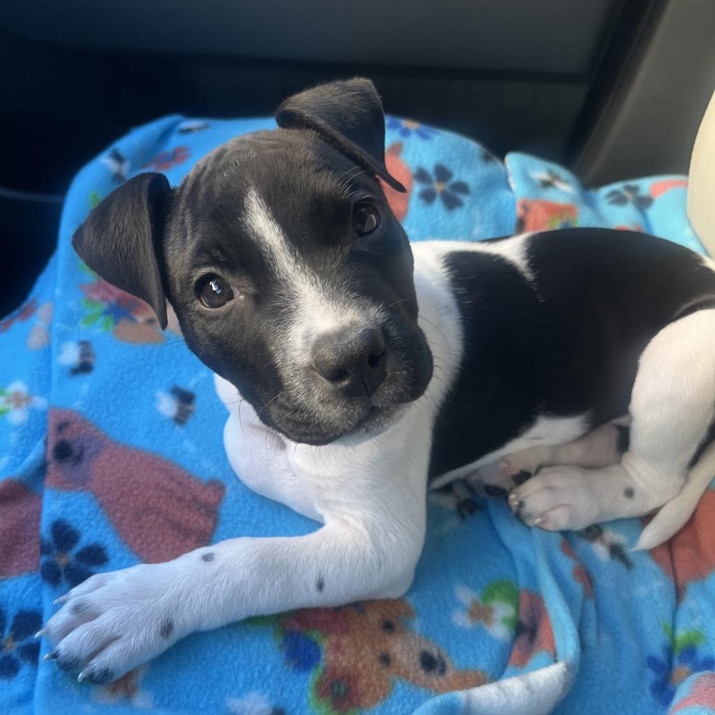Enlarge Marcella, a Adoptable Pit Bull Terrier in Chandler, AZ image 3/6