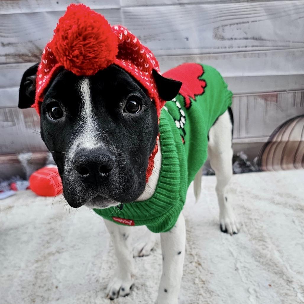 Enlarge Marcella, a Adoptable Pit Bull Terrier in Chandler, AZ image 4/6