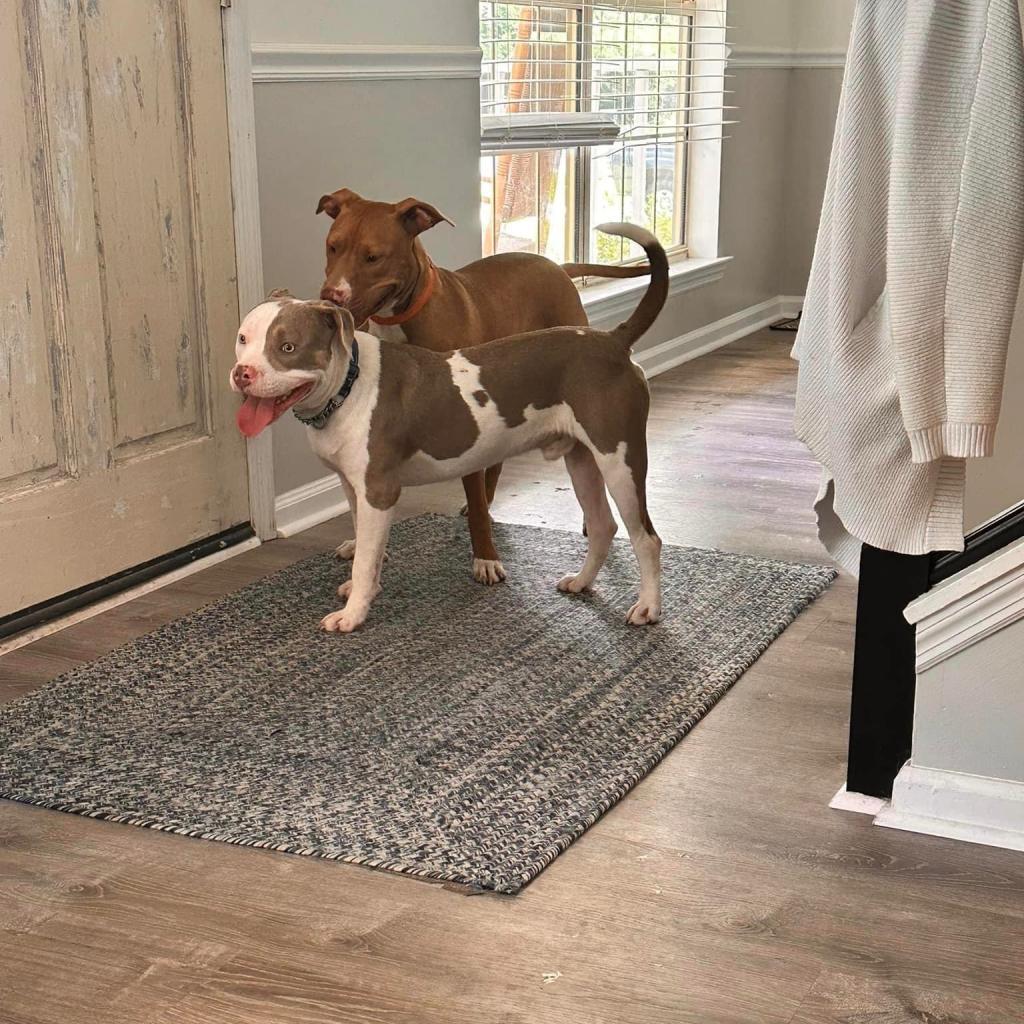 Keanu, Adoptable, Adult Male Pit Bull Terrier.