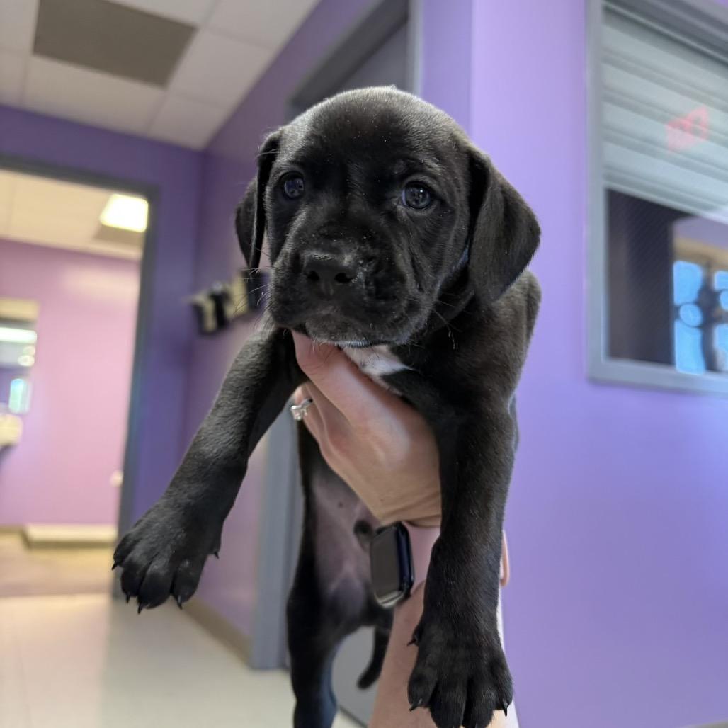 Flynn, Adoptable, Puppy Male Pit Bull Terrier & Dalmatian.