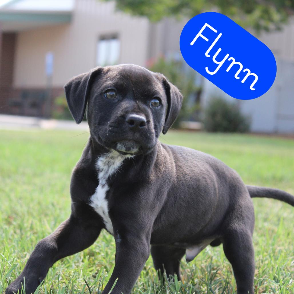 Enlarge Flynn, a Adoptable mixed breed in McPherson, KS image 2/2